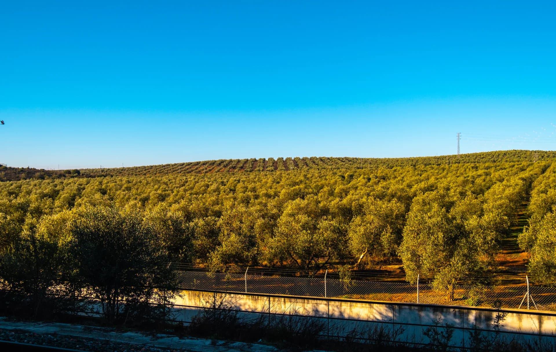 Materia orgánica y microbiota del olivar: claves 2026