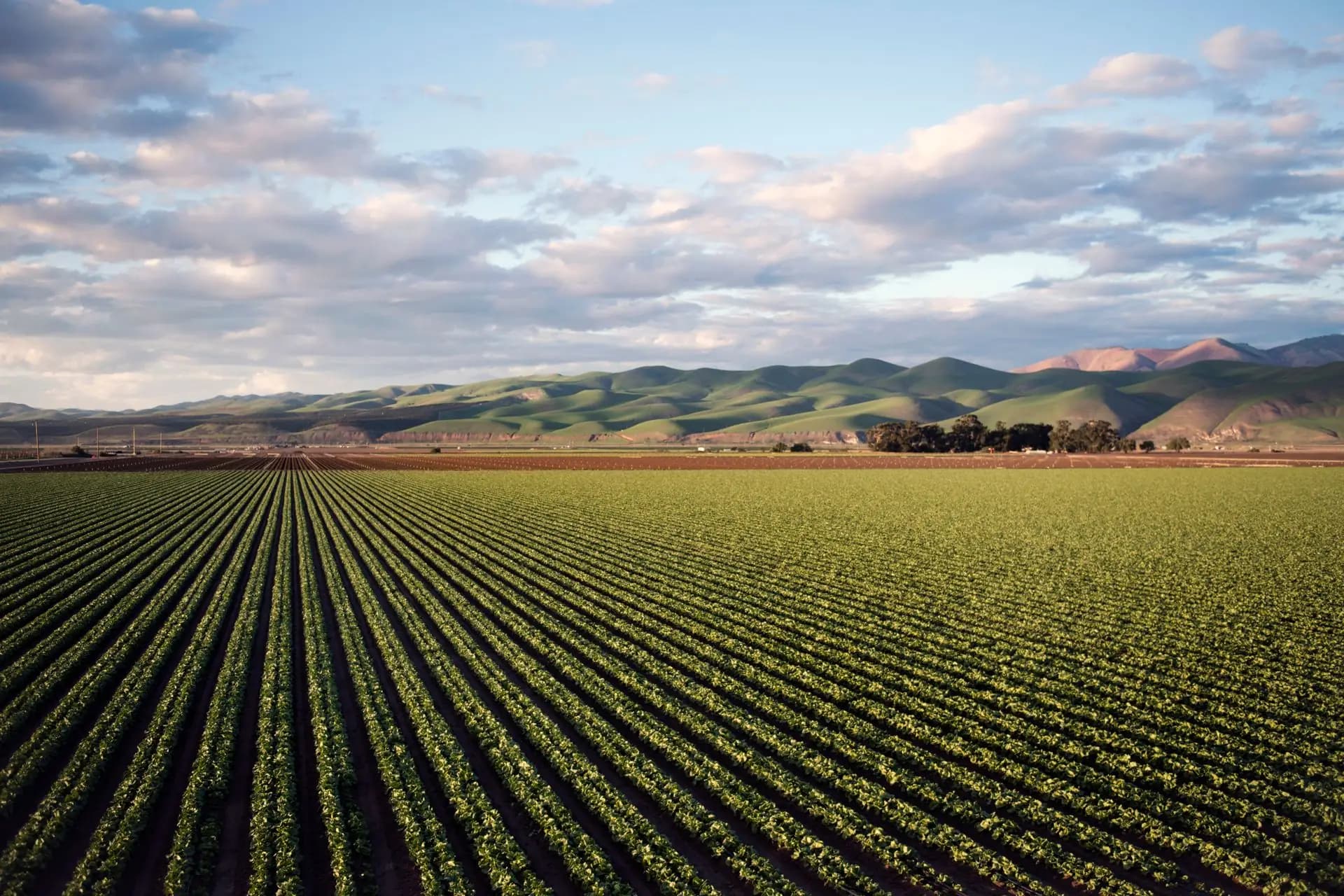 Campo de cultivo Ecoganic — fertilizantes orgánicos certificados