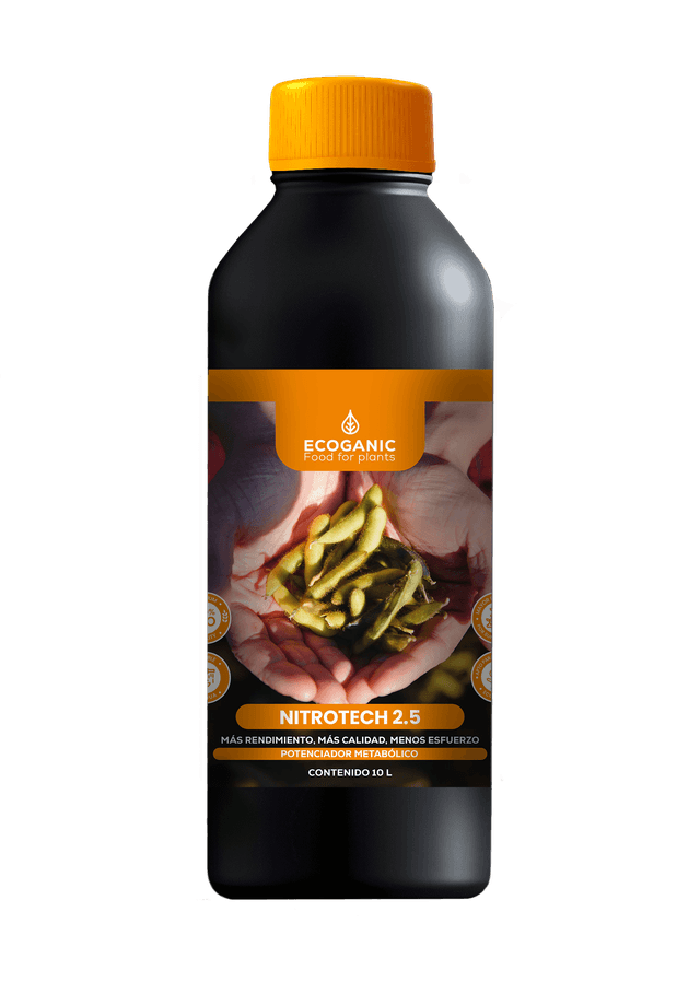 Olivo Arbequina