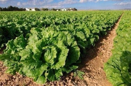 Cultivos agrícolas Ecoganic