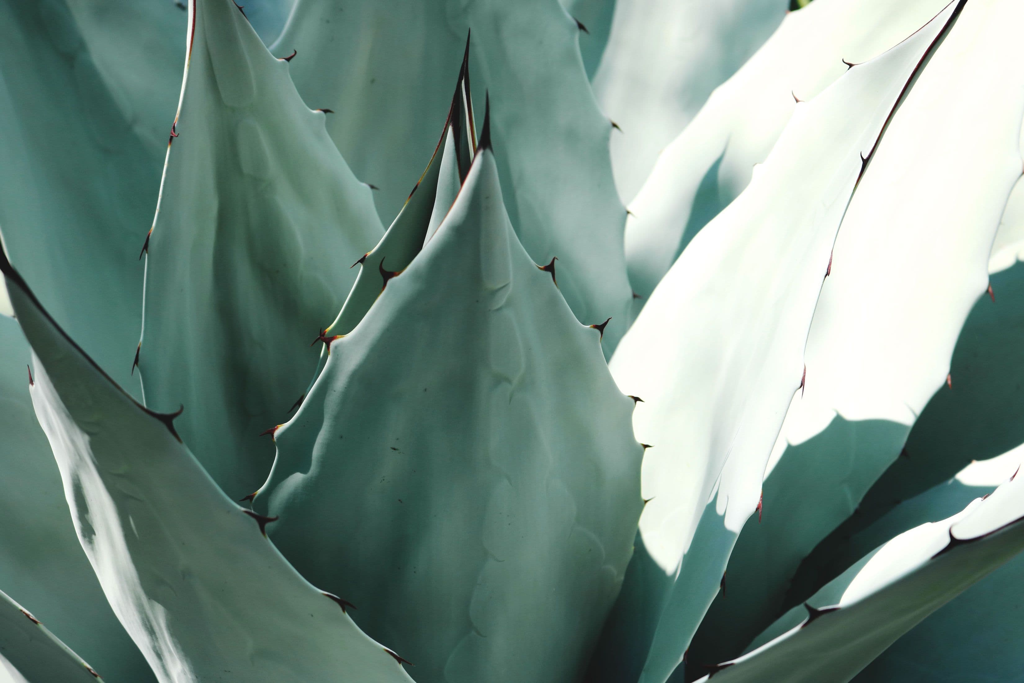 Bioestimulantes Agricultura Ecológica en Europa